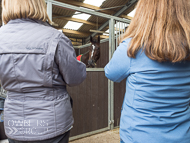 FB161021-114 - Fergal O'Brien Stable Visit